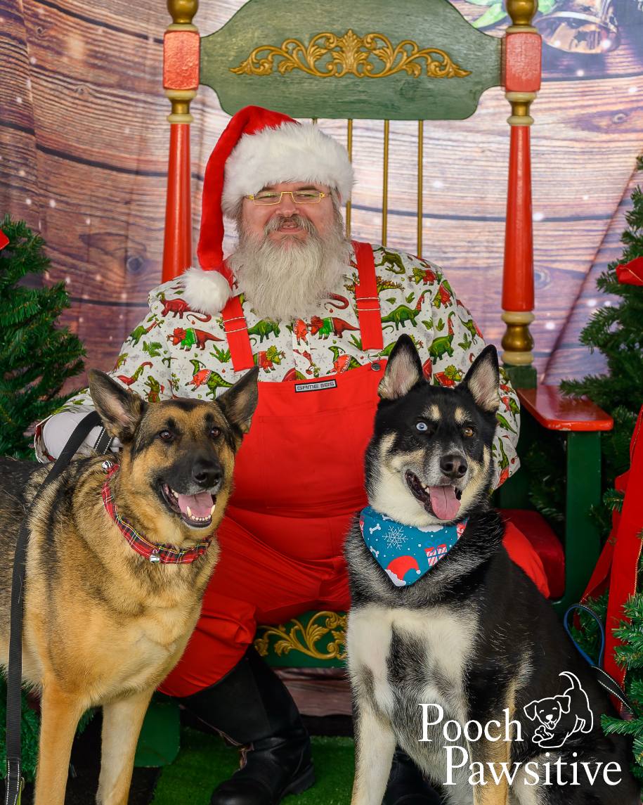 Santa posing for a festive pet photo